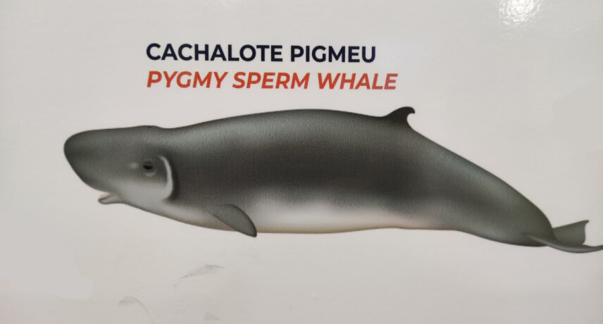 Pygmy Sperm Whale - Types of Whales in Madeira Island